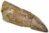 Triassic Fossil Synapsid (Dimetrodon) Tooth - Texas #315715-1